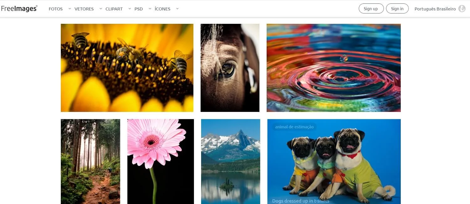 Tela do banco de imagens gratuitas FreeImages com abelhas em um girassol, gota de água, flor rosa e pugs em roupas combinando