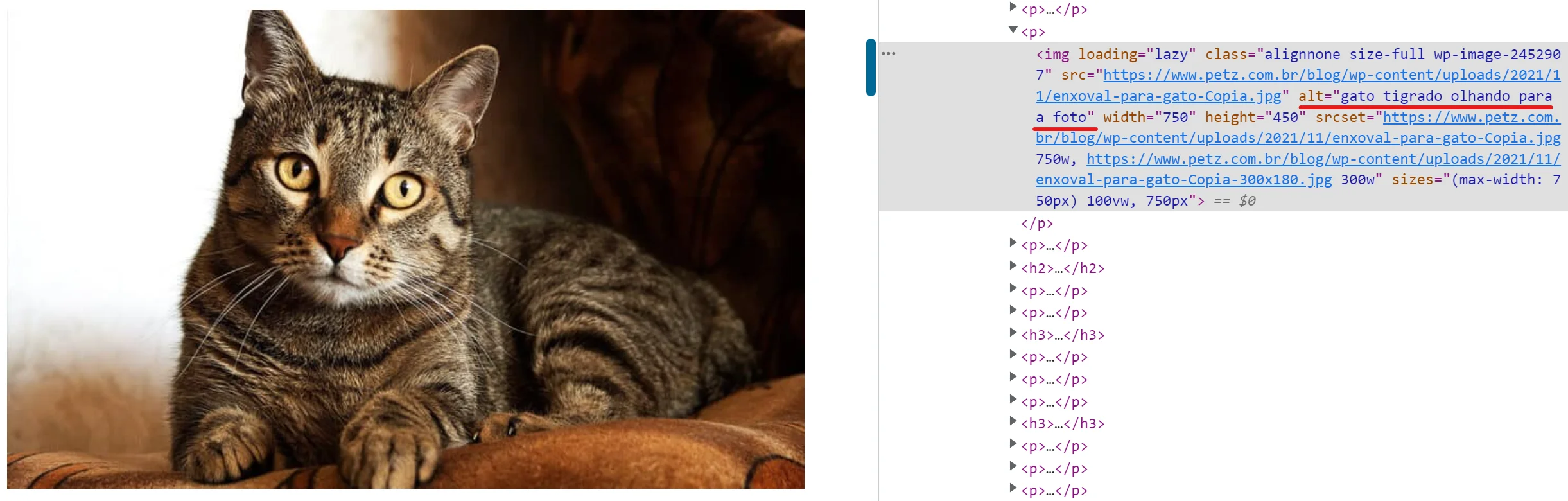 Gato tigrado e ao seu lado um código de HTML com a sinalização do alt text