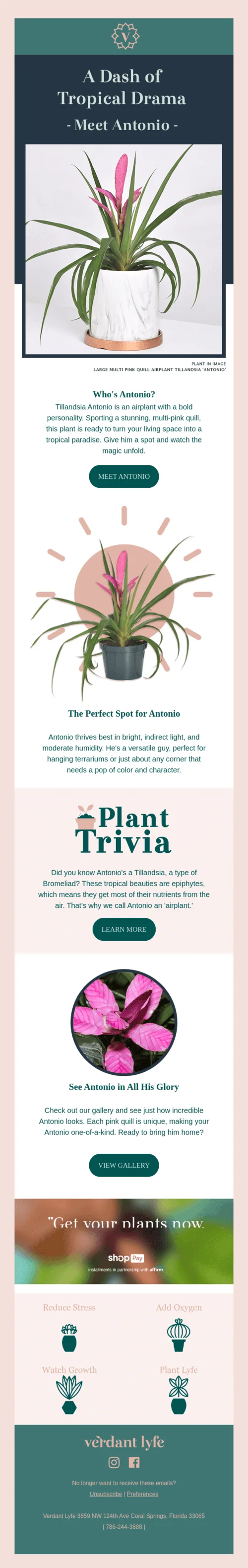 Promotional email introducing a tropical Tillandsia air plant, highlighting its care needs, unique appearance, and placement tips, with links to view the plant and explore trivia