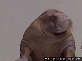 A GIF with a walrus