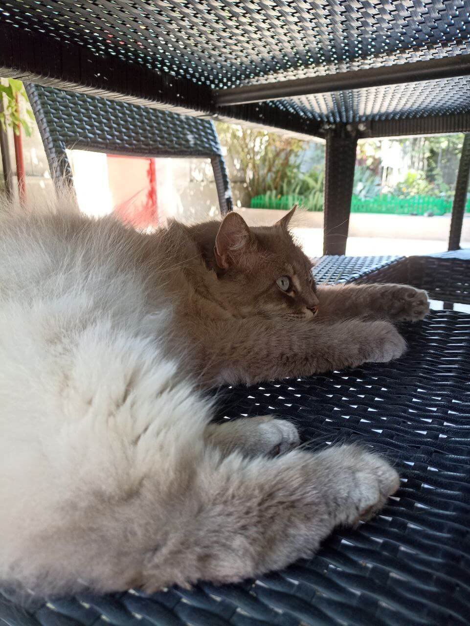 A fluffy beige cat is lying on a chair, looking tired